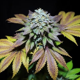 Gorilla Cookies > Pure Instinto